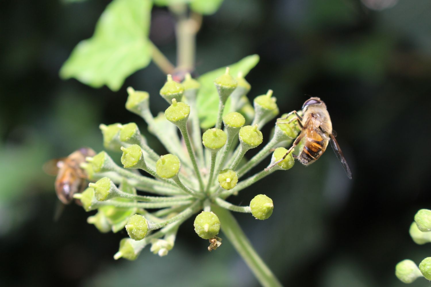 adventice avec abeille